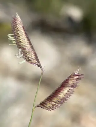 Blue grama grass (Bouteloua gracilis), foliage