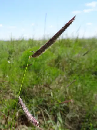 Blue grama grass
