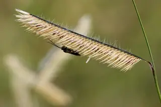 Blue grama grass (Bouteloua gracilis), mature form