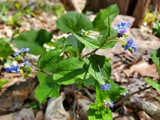 Siberian bugloss / false forget-me-not (Brunnera macrophylla), foliage