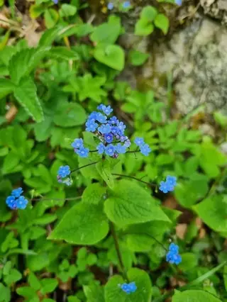 Siberian bugloss / false forget-me-not (Brunnera macrophylla), mature form