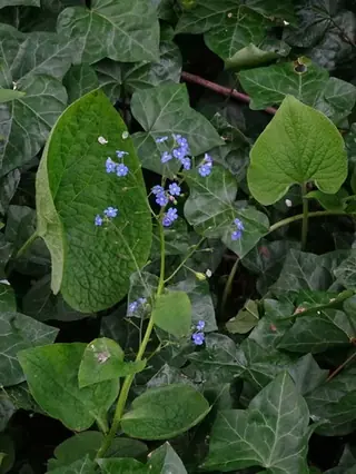 Siberian bugloss / false forget-me-not