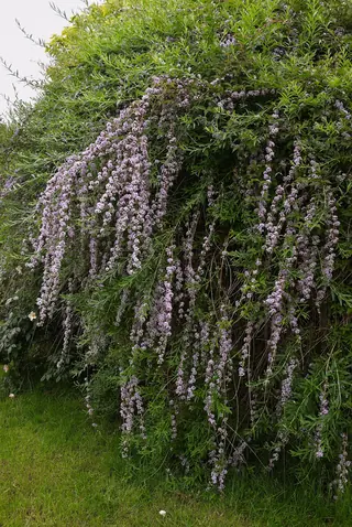 Silver fountain butterfly bush