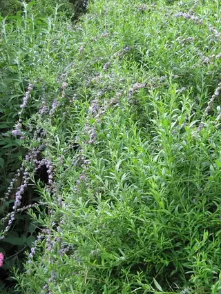 Silver fountain butterfly bush (Buddleja alternifolia), bloom