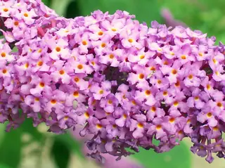 Butterfly bush (Buddleja davidii), habit