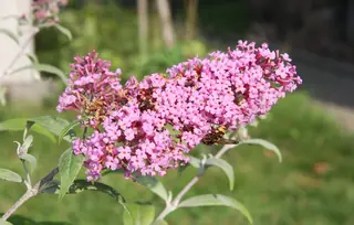 Butterfly bush (Buddleja davidii), bloom