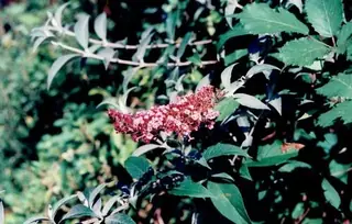 Butterfly bush (Buddleja davidii), mature form