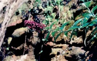 Butterfly bush (Buddleja davidii), foliage