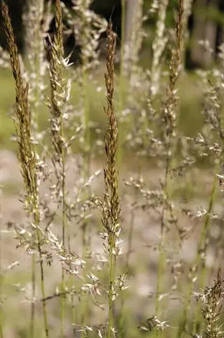 Korean Feather Reed Grass (Calamagrostis brachytricha), mature form