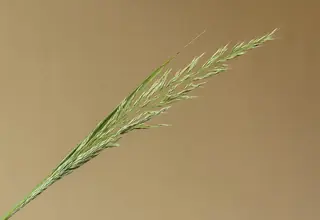 Korean Feather Reed Grass (Calamagrostis brachytricha), foliage