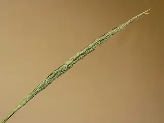 Korean Feather Reed Grass (Calamagrostis brachytricha), bloom