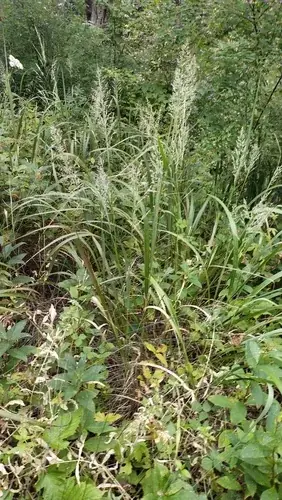 Korean Feather Reed Grass