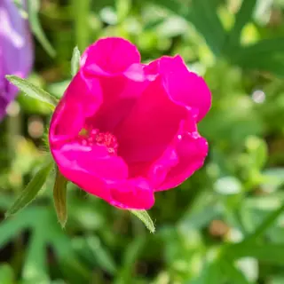 poppy mallow (Callirhoe involucrata), foliage