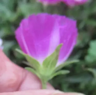 poppy mallow (Callirhoe involucrata), mature form