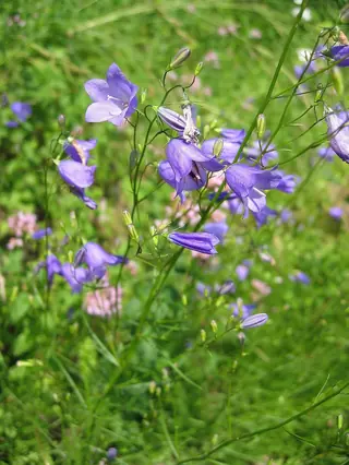 Harebells (Campanula rotundifolia), mature form