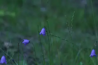 Harebells (Campanula rotundifolia), habit