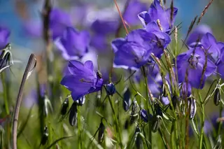 Harebells