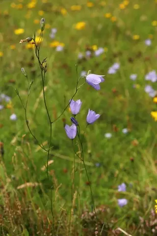 Harebells (Campanula rotundifolia), fall color