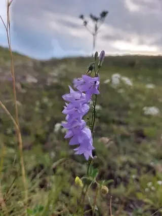 Harebells (Campanula rotundifolia), foliage