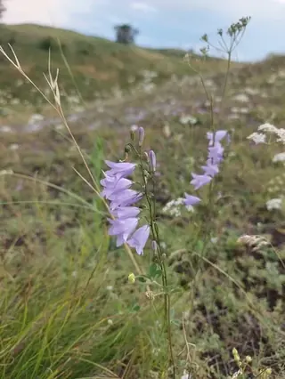 Harebells (Campanula rotundifolia), bloom