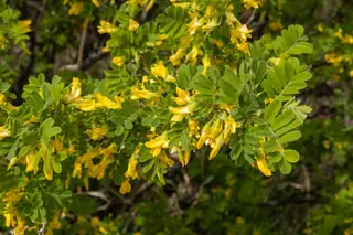 TIDY Littleleaf peashrub (Caragana microphylla 'Tidy'), mature form