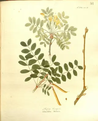 TIDY Littleleaf peashrub (Caragana microphylla 'Tidy'), foliage