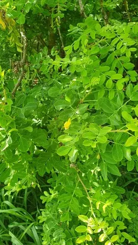 Siberian pea shrub