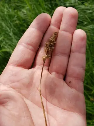 Clustered field sedge (Carex praegracilis), habit