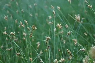 Clustered field sedge (Carex praegracilis), foliage