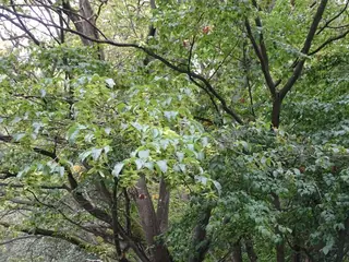 Hornbeam, European: Frans Fontaine