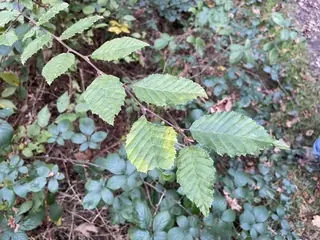 European: Frans Fontaine Hornbeam (Carpinus betulus), mature form
