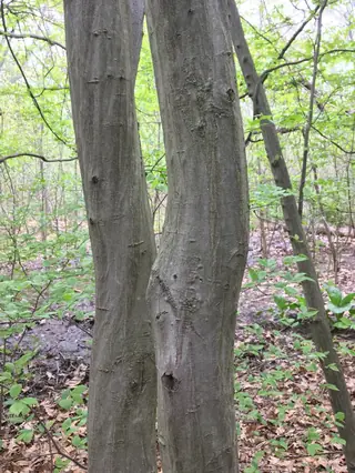 American hornbeam (Carpinus caroliniana), mature form