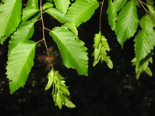 American hornbeam (Carpinus caroliniana), bloom