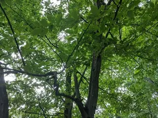 Hornbeam, American hornbeam