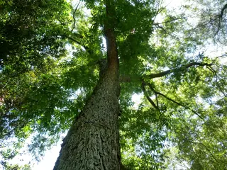 Pecan Hickory (Carya illinoinensis), foliage