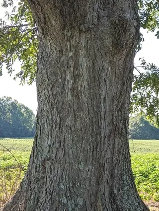 Pecan Hickory (Carya illinoinensis), habit