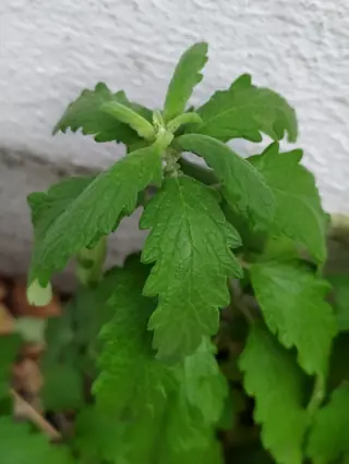 Blue mist spirea (Caryopteris x clandonensis), mature form