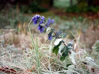 Blue mist spirea