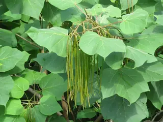 Chinese Catalpa (Catalpa ovata), habit