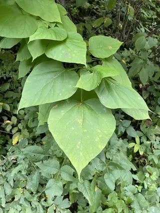 Chinese Catalpa (Catalpa ovata), bloom