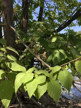 Catalpa, Northern/Western, HEARTLAND® (Catalpa speciosa), fall color