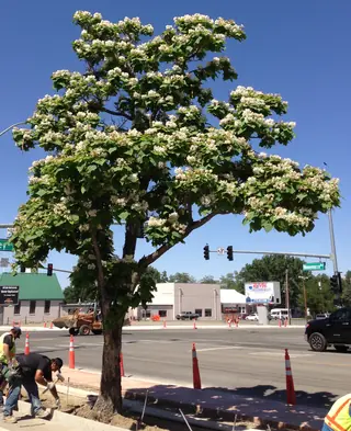 Catalpa, Northern/Western, HEARTLAND® (Catalpa speciosa), habit