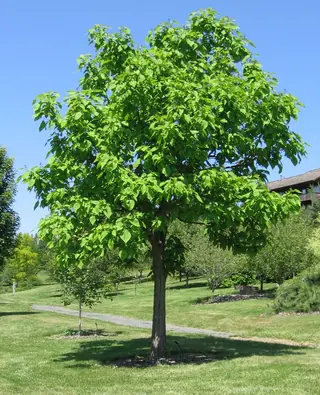 Catalpa, Northern/Western, HEARTLAND® (Catalpa speciosa), mature form