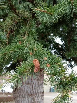 Cedar of Lebanon (Cedrus libani), mature form