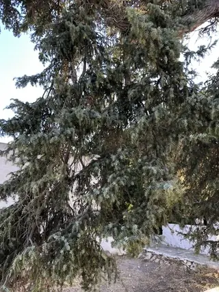 Cedar, Cedar of Lebanon