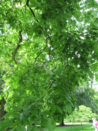 Common Hackberry (Celtis occidentalis), mature form