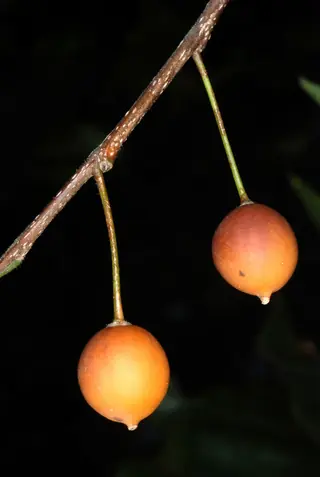 Common Hackberry (Celtis occidentalis), habit