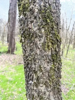Common Hackberry (Celtis occidentalis), bloom