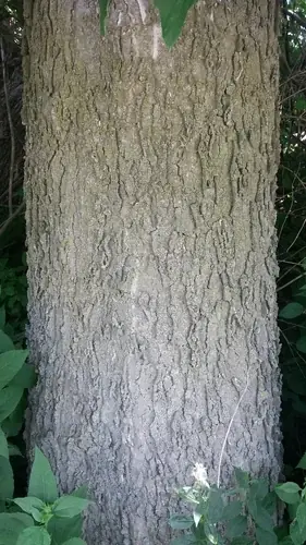 Common Hackberry (Celtis occidentalis), fall color