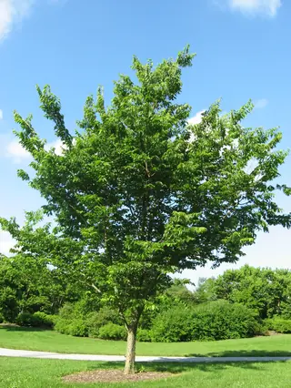 Hackberry, Common Hackberry, PRAIRIE SENTINEL®